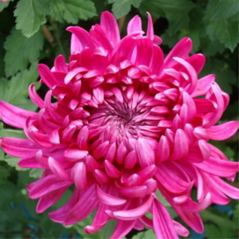 🌺Květina elegance🌼Semínka obří chryzantémy