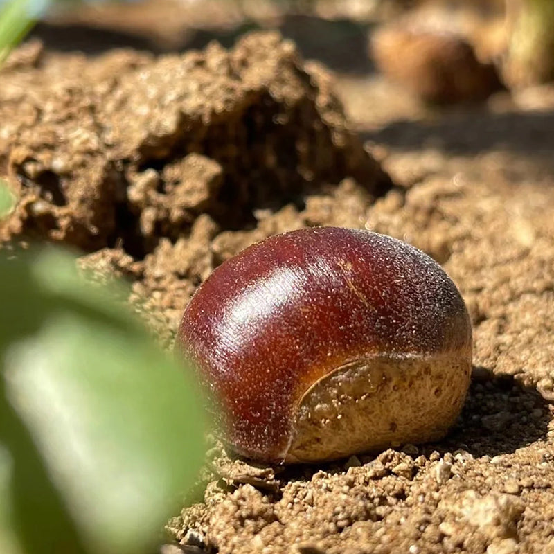 Semena zakrslého jírovce – sladké a aromatické ořechy