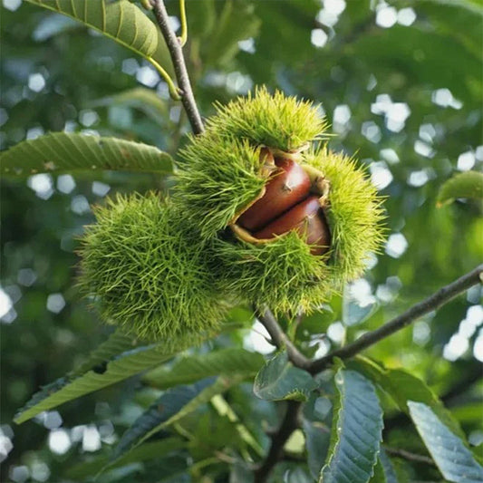 Semena zakrslého jírovce – sladké a aromatické ořechy
