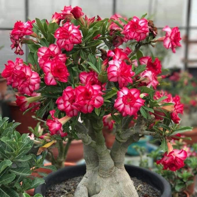 🎁Cibulky pouštní růže🌵Velmi snadná péče! 🌸Cibulky Adenium Obesum