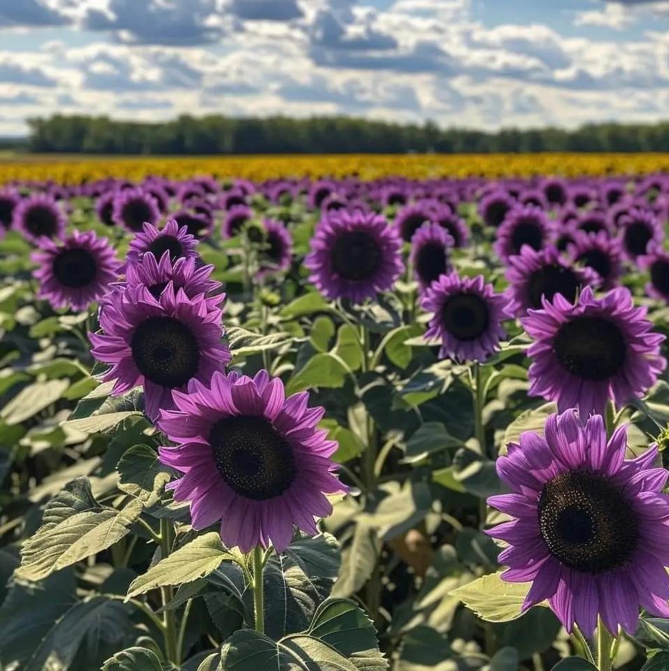 Posledních 8 000 semínek💜 Obří slunečnicová semínka Midnight Sun 🌻 Vzácná odrůda, která dorůstá do výšky 2,4 m a více.