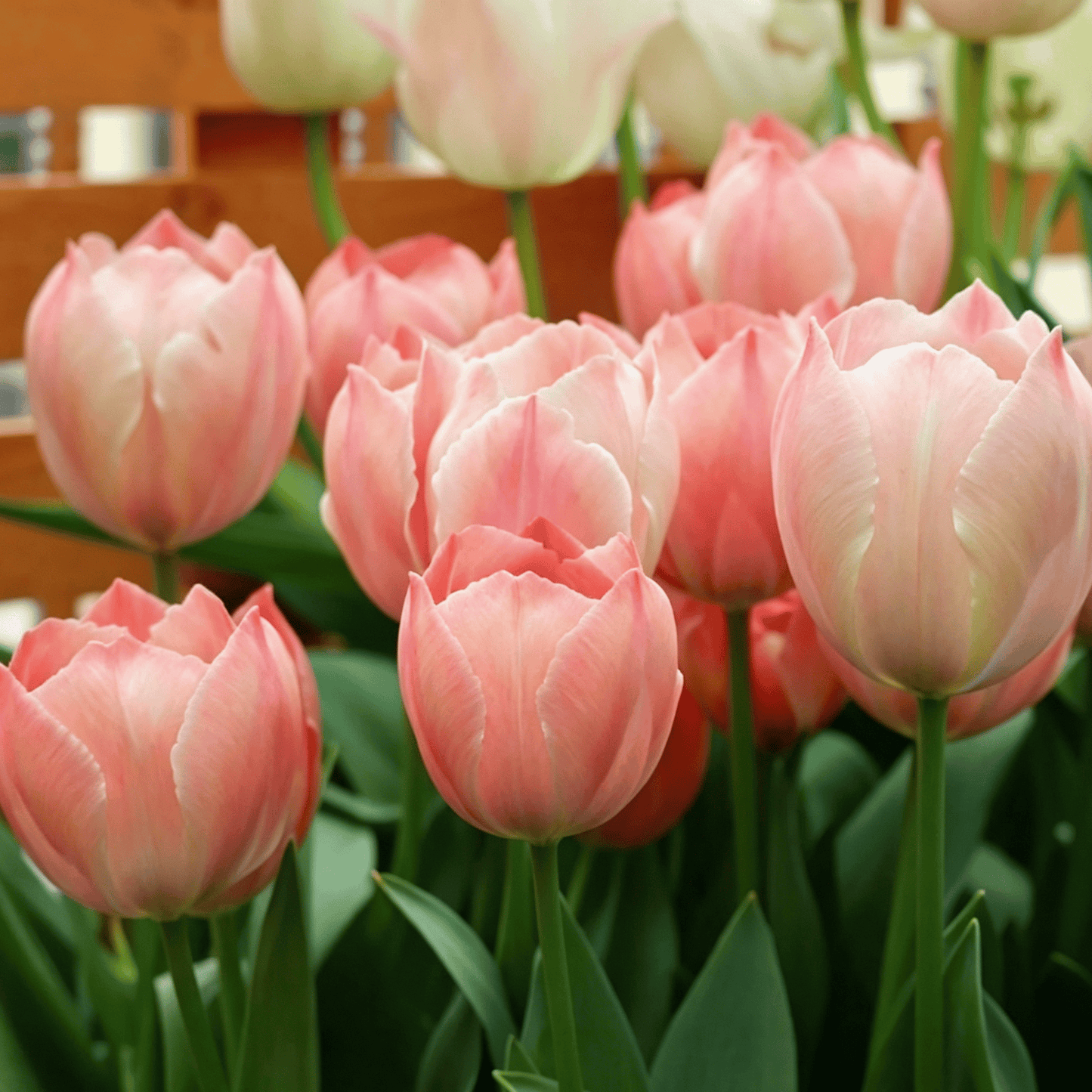🌷Vzácná semínka tulipánů – Barevné jarní květy do květináčů, záhonů a zahrad