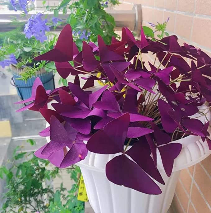 💜Cibulky šťovíku Purple Luck