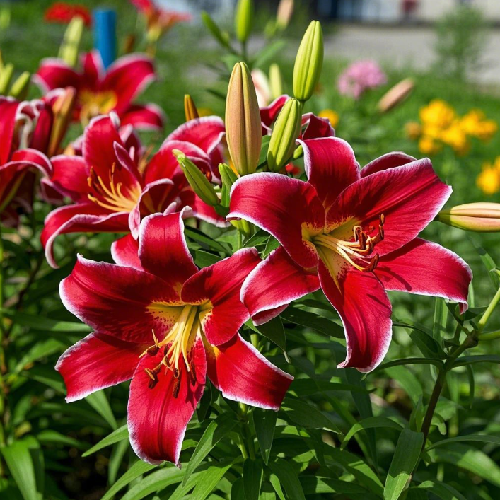 🌺Vonné cibulky lilií – svěží a sladké