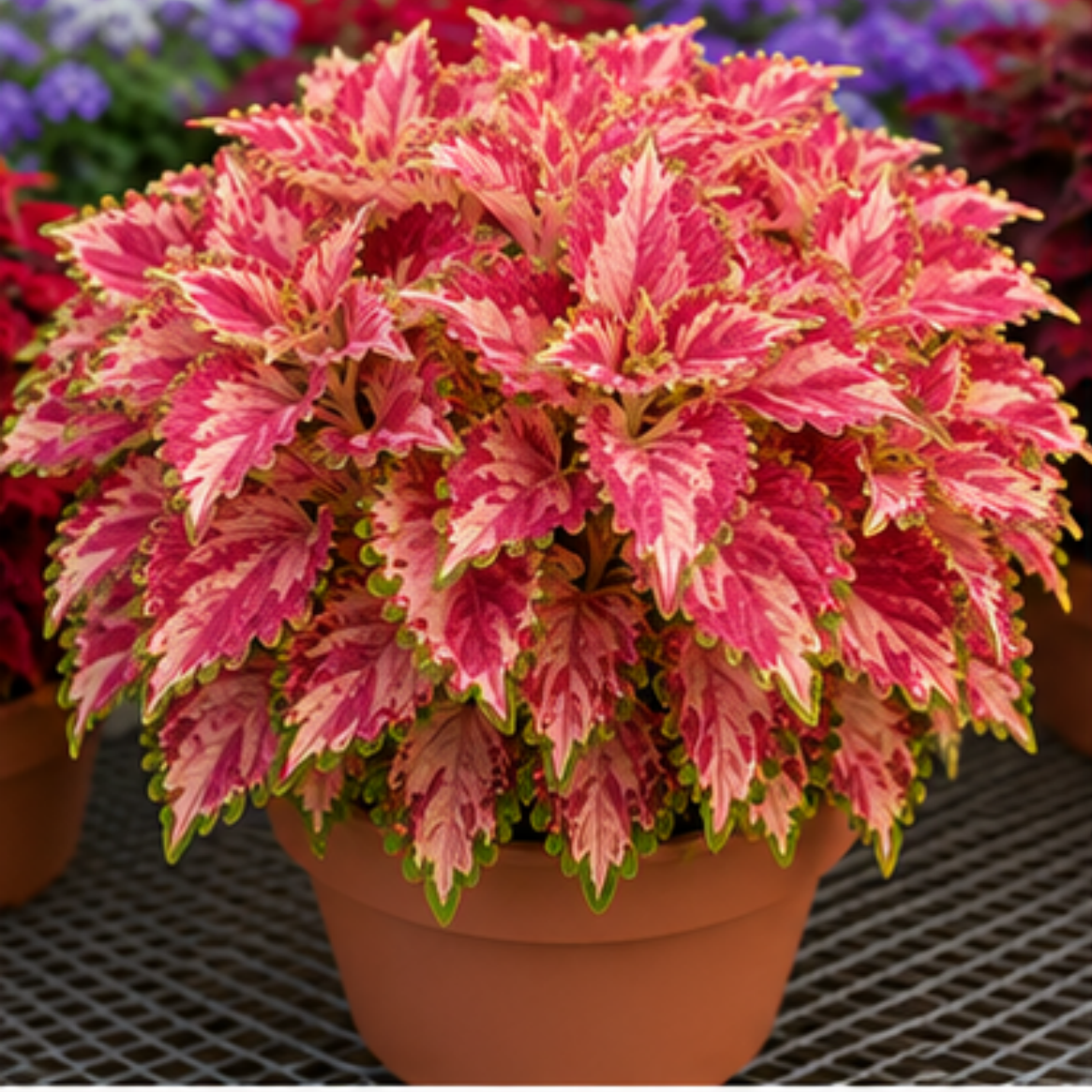 🌿Cibuloviny Coleus🌷 – Naplňte svou zahradu barvami🌈