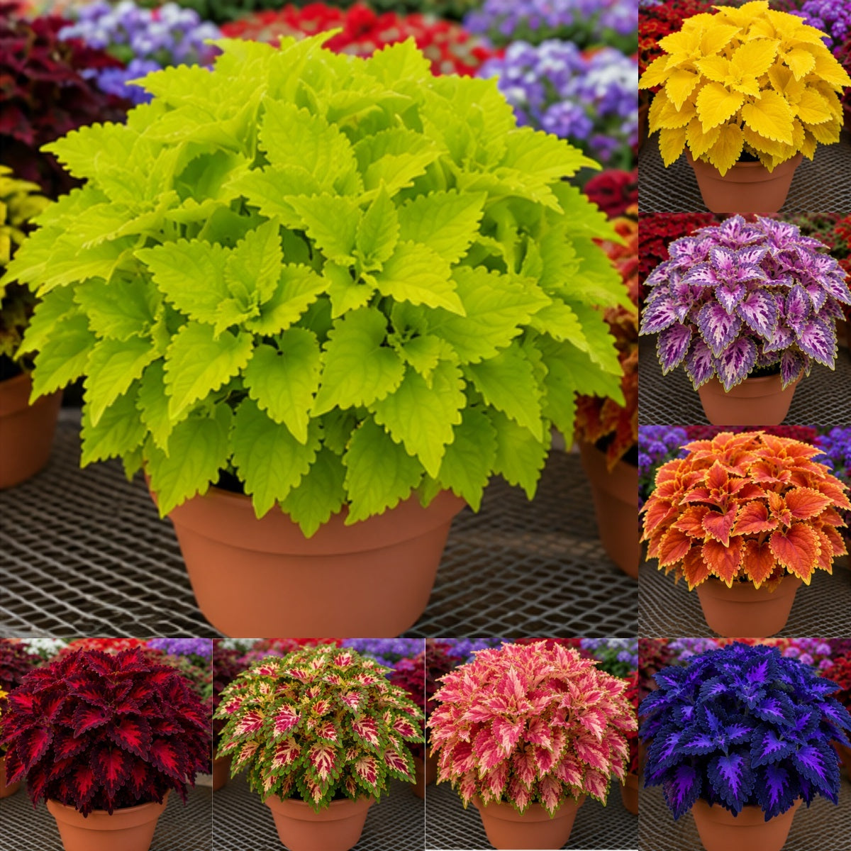 🌿Cibuloviny Coleus🌷 – Naplňte svou zahradu barvami🌈