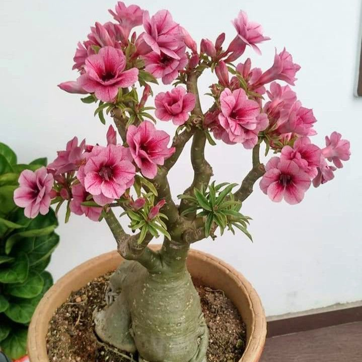 🎁Cibulky pouštní růže🌵Velmi snadná péče! 🌸Cibulky Adenium Obesum
