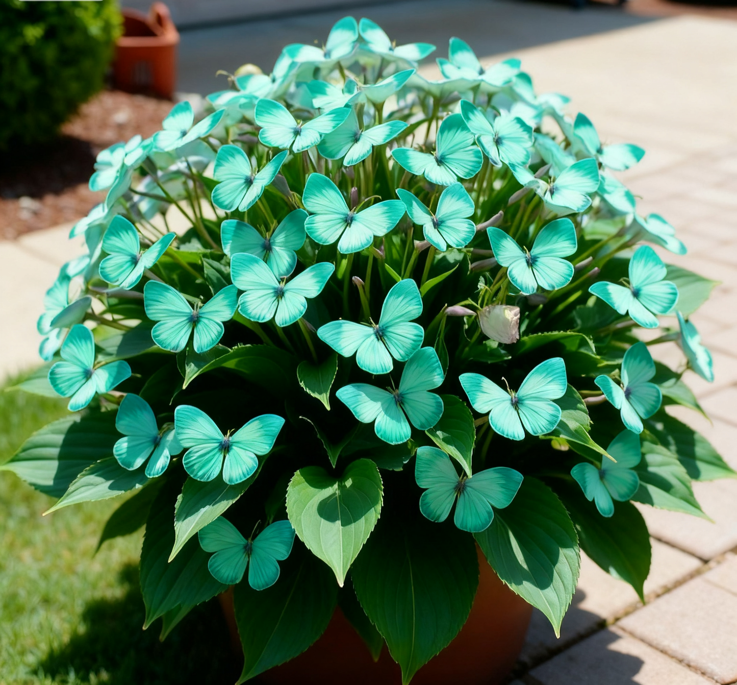 🦋🌈 Luxusní cibulky motýlů – exploze barev v každém okvětním lístku! 🌸