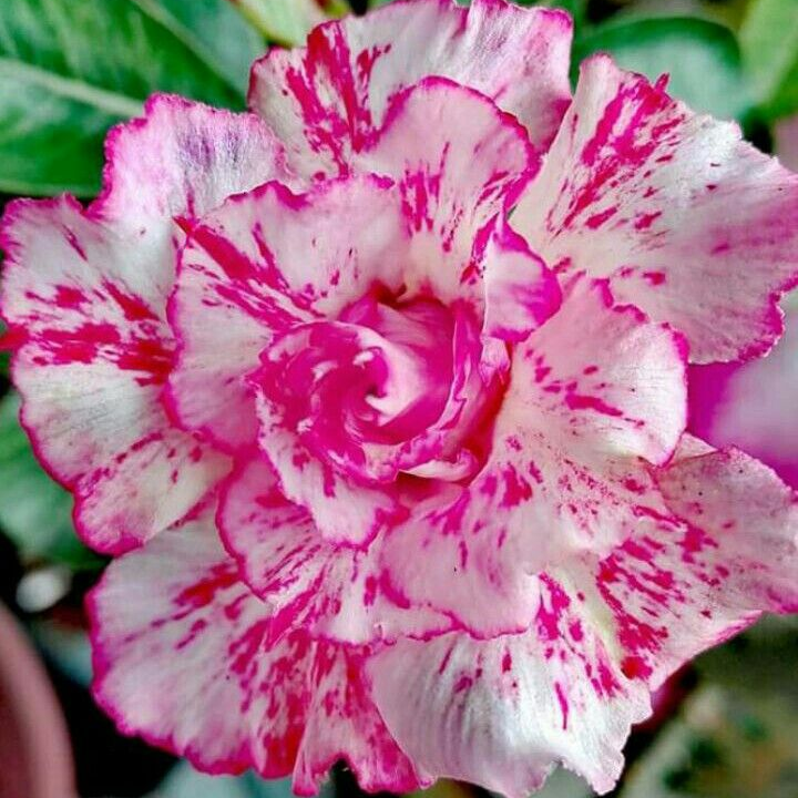 🎁Cibulky pouštní růže🌵Velmi snadná péče! 🌸Cibulky Adenium Obesum