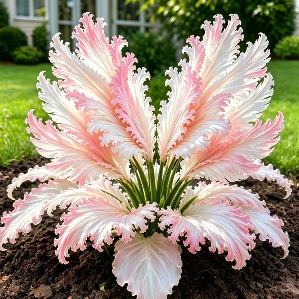 🌱Vzácné cibule hosty Swan Feather - 🦢 Půvabné listy, které se rozkládají jako labutí křídla