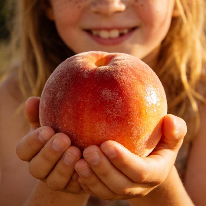 🔥 PRODÁNO PŘES 65 000 KUSŮ! 🍑 Semínka medově červené zakrslé broskev odrůdy Heirloom, živá
