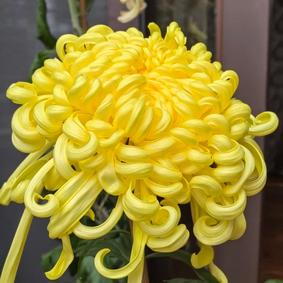 🌺Květina elegance🌼Semínka obří chryzantémy