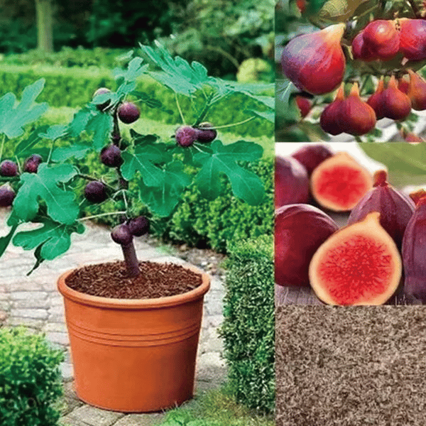 🏆PRODÁNO PŘES 65 000!🌿Semínka fíků – Snadno se pěstují na terase a balkonu doma