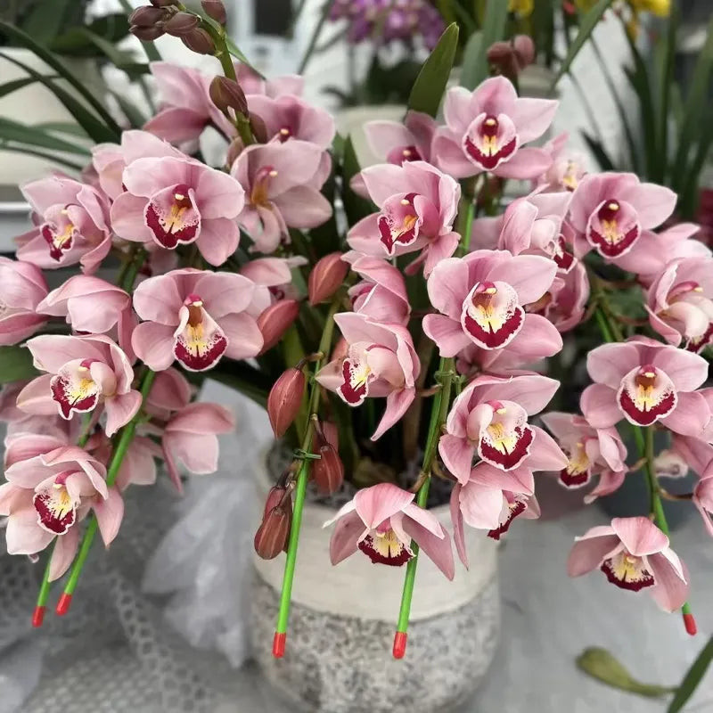 👑 Královna orchidejí – cibulky cymbidia s dlouhou životností