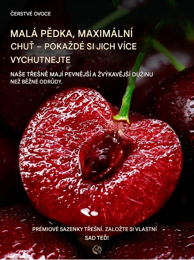 【Čerstvě sklizené】sazenice zakrslé třešně