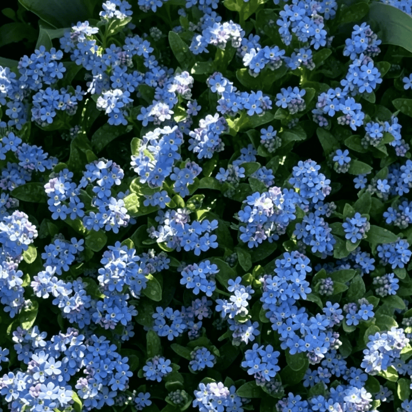 Semínka pomněnek Blue Memory – Kvalitní a testované květy do venkovské zahrady 🌿💙