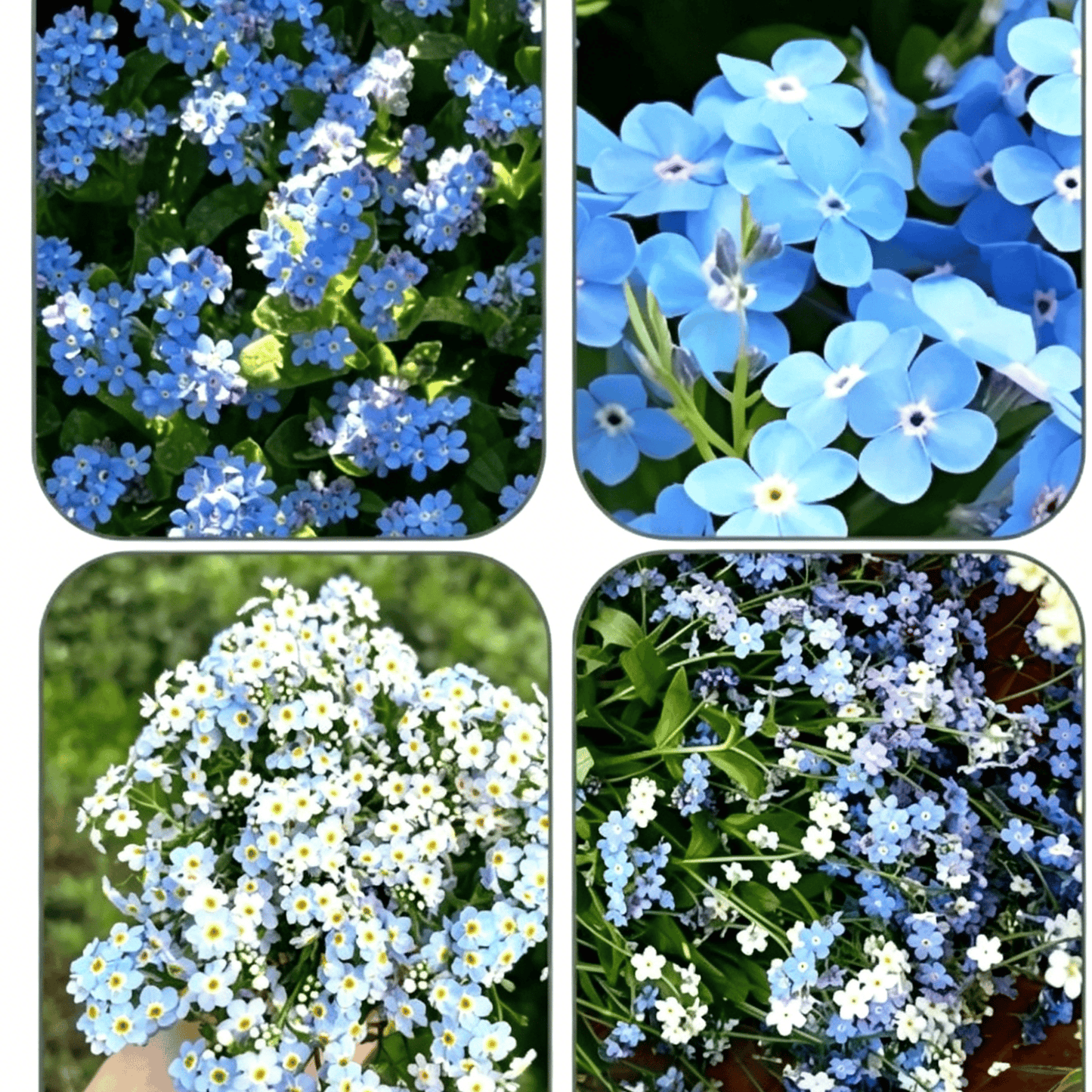 Semínka pomněnek Blue Memory – Kvalitní a testované květy do venkovské zahrady 🌿💙