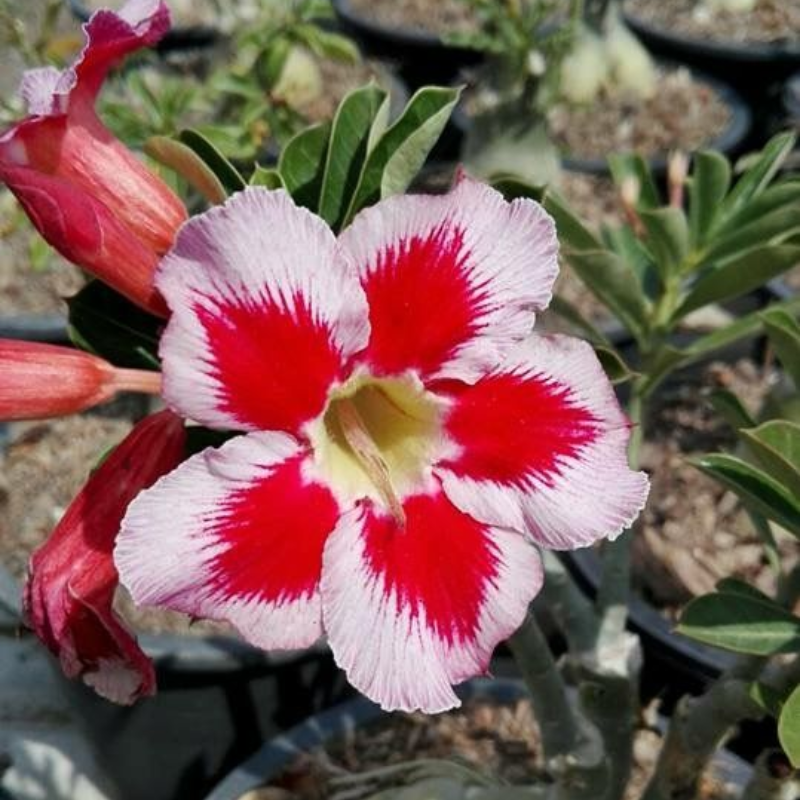 🔥Vypěstujte si Královnu pouště – nyní za sníženou cenu!🎁 😍Ráda kvete, má dlouhé období kvetení 🌵 Pouštní růže