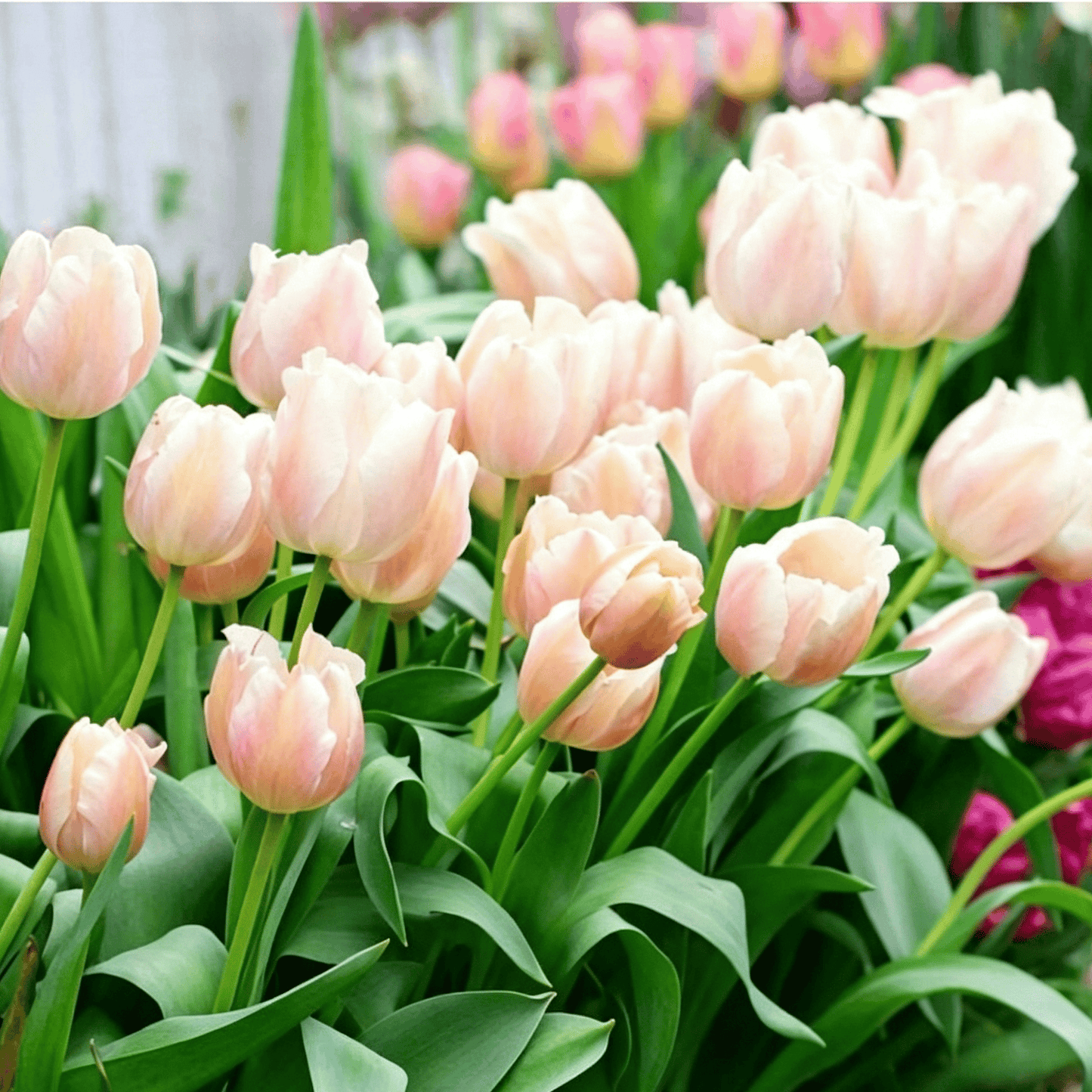 🌷Vzácná semínka tulipánů – Barevné jarní květy do květináčů, záhonů a zahrad