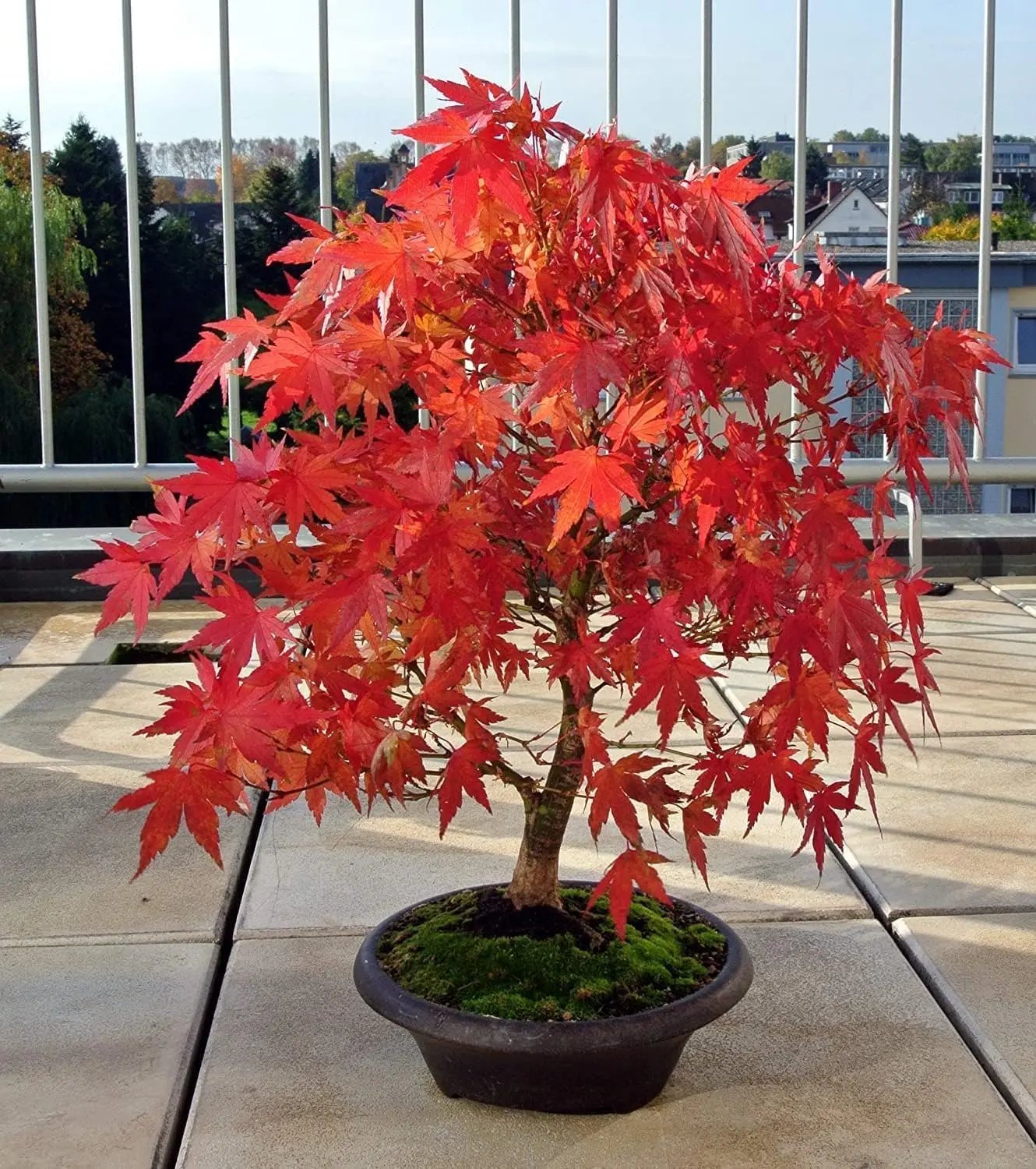 Semena japonského červeného javoru nejvyšší kvality – přes 30 semen s nádhernou šarlatovou barvou 🍁