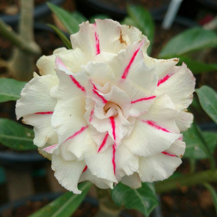 🎁Cibulky pouštní růže🌵Velmi snadná péče! 🌸Cibulky Adenium Obesum