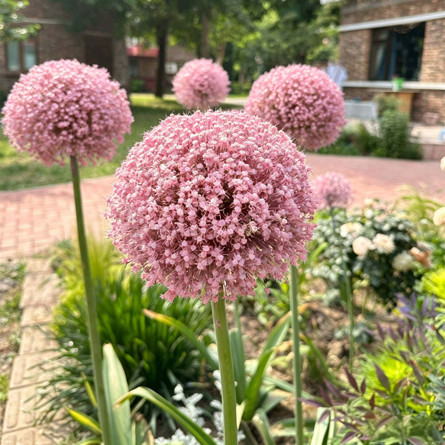 okrasný cibulový květ Allium Giganteum