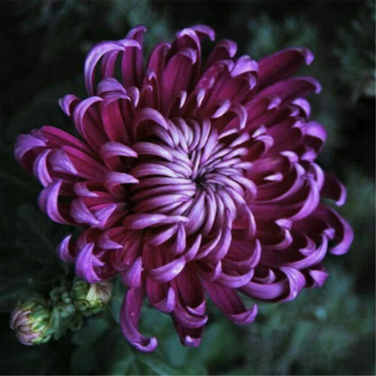 🌺Květina elegance🌼Semínka obří chryzantémy