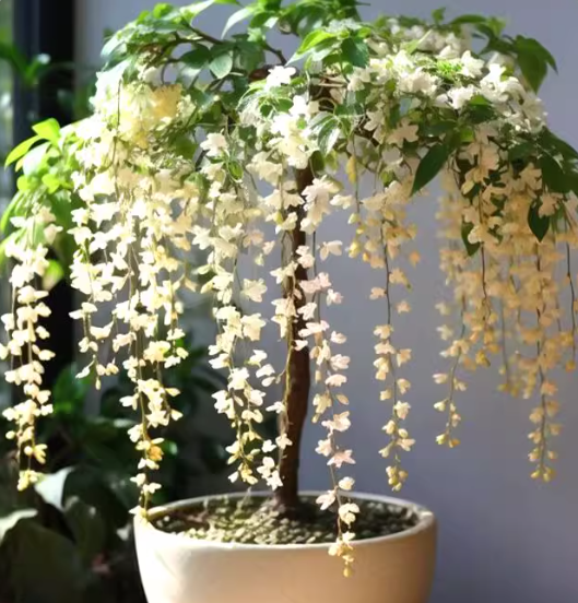 🌸Zimní závěsný jasmín – pokojová rostlina snů🌿❄️