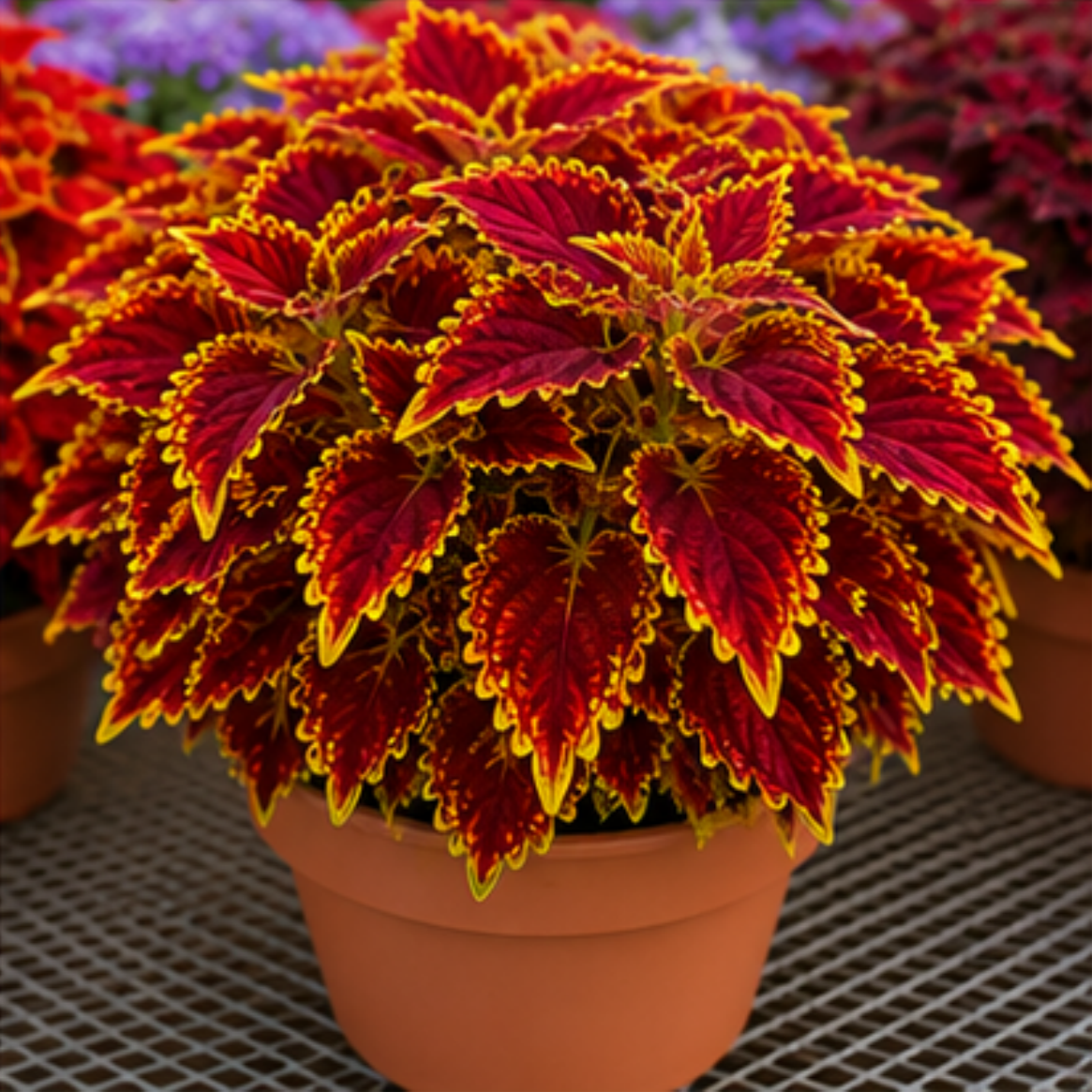 🌿Cibuloviny Coleus🌷 – Naplňte svou zahradu barvami🌈