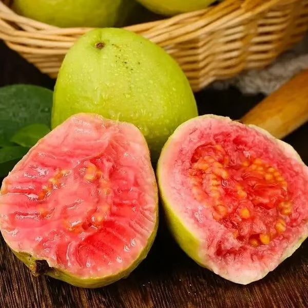 🔥Organická růžová guava | 🌿Připraveno pro rychlé klíčení (99% klíčivost)