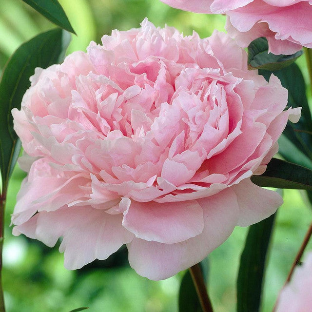 Semena pivoňky (Autumn Saw)