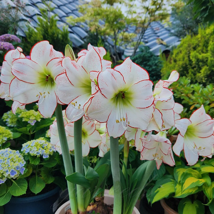 Cibule amarylisů s dvojitým květem🌼