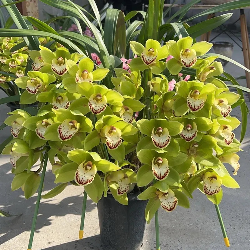 👑 Královna orchidejí – cibulky cymbidia s dlouhou životností