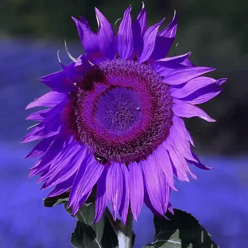 Posledních 8 000 semínek💜 Obří slunečnicová semínka Midnight Sun 🌻 Vzácná odrůda, která dorůstá do výšky 2,4 m a více.