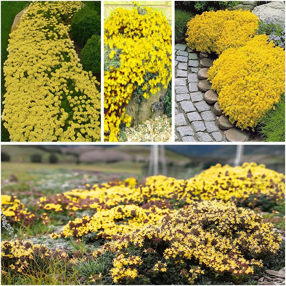 Semena plazivého tymiánu, snadná výsadba a pěstování, trvalky, květiny bez GMO, prémiová semena