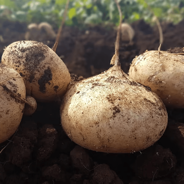 Exkluzivní nabídka💥Bohaté, šťavnaté a výživné křupavé ovoce - sladká jikama k pěstování doma🍠
