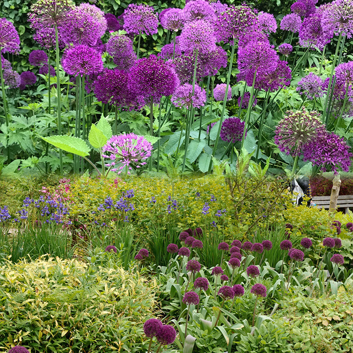 okrasný cibulový květ Allium Giganteum