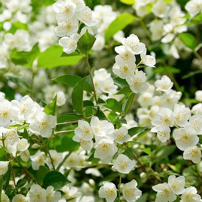 POSLEDNÍ DENNÍ AKCE SLEVA 35 % 🌸 Květináč s jasmínem (🌱Zaručeno přežití: Náhrada zdarma🌿)