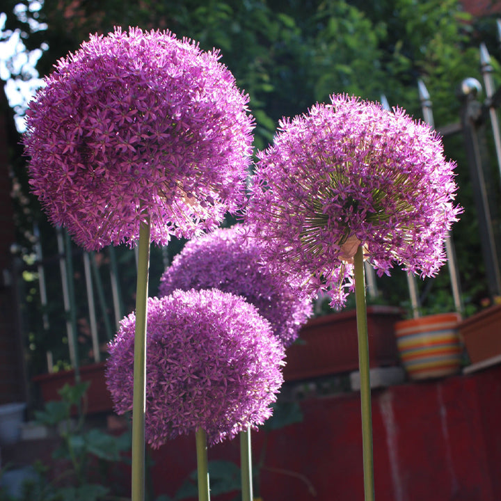 okrasný cibulový květ Allium Giganteum