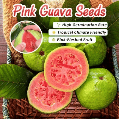 🔥Organická růžová guava | 🌿Připraveno pro rychlé klíčení (99% klíčivost)