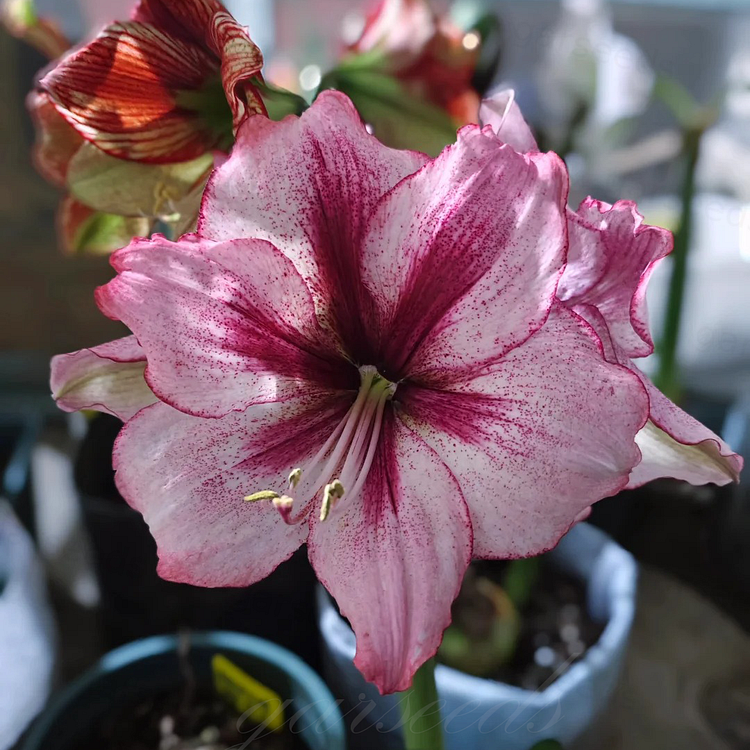 Cibule amarylisů s dvojitým květem🌼