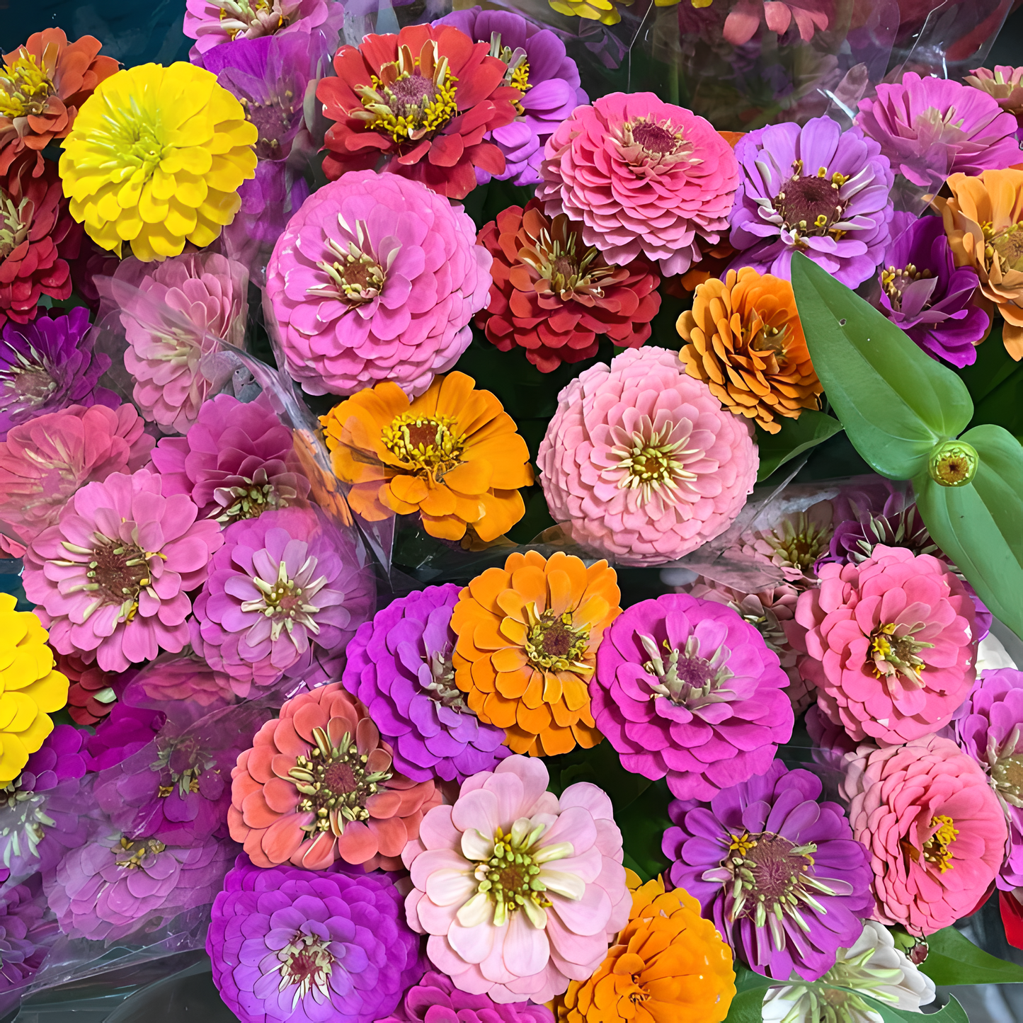 🌺Semínka dvojité cínie ve smíšených barvách