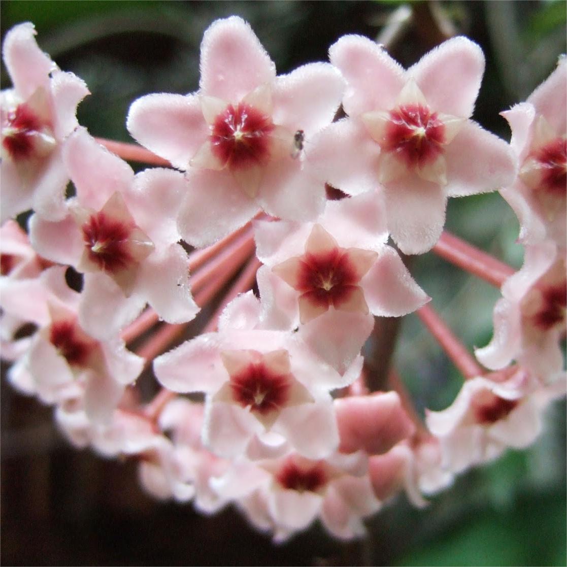 ✨Hoya Bulbs – Hvězdy padající z nebe✨
