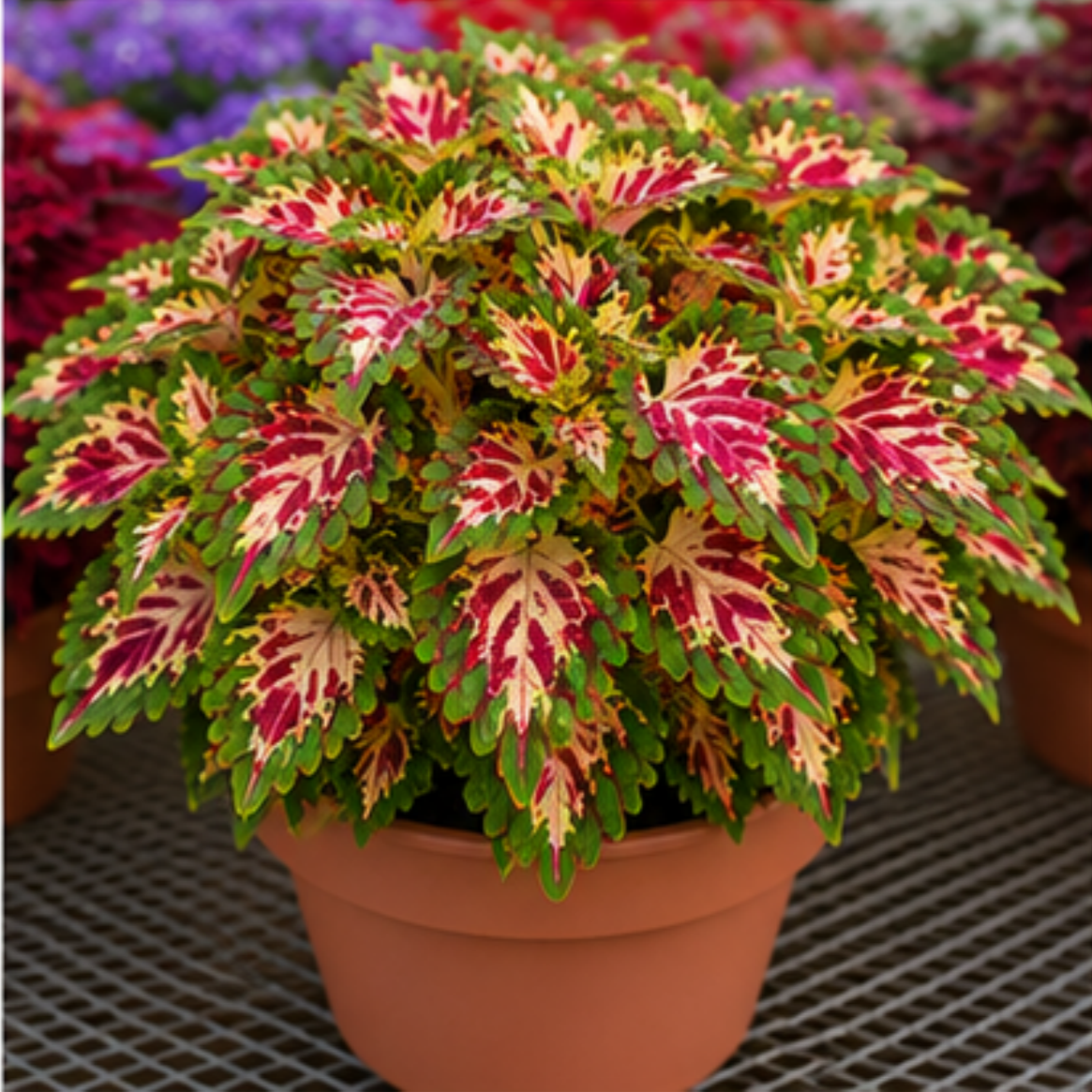 🌿Cibuloviny Coleus🌷 – Naplňte svou zahradu barvami🌈