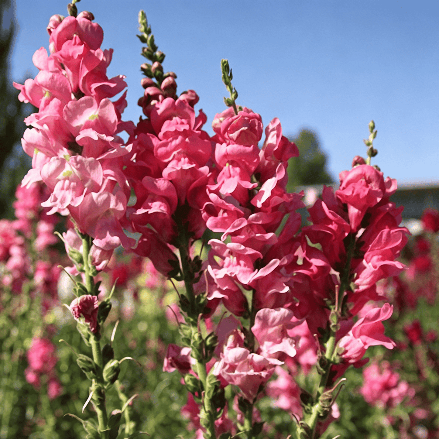 Semínka dračího ocasu Royal Garden – volba zahradníků pro vysoké, barevné květy řezaných květin 🌸
