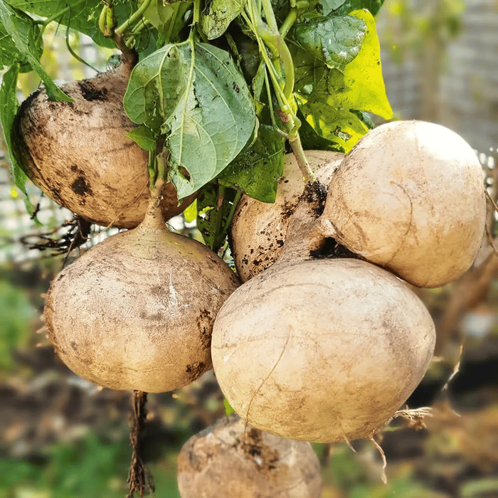 Exkluzivní nabídka💥Bohaté, šťavnaté a výživné křupavé ovoce - sladká jikama k pěstování doma🍠