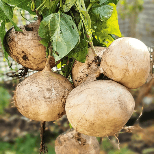 Exkluzivní nabídka💥Bohaté, šťavnaté a výživné křupavé ovoce - sladká jikama k pěstování doma🍠
