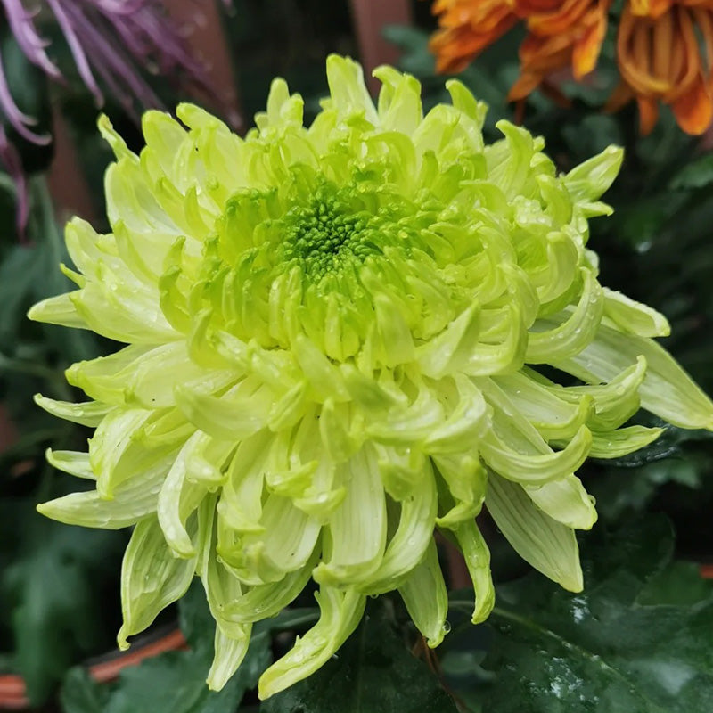 🌺Květina elegance🌼Semínka obří chryzantémy