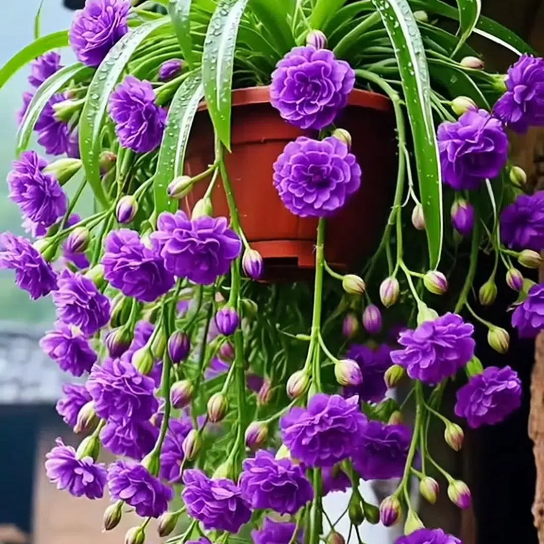 Semena/cibule rostliny pavoučí květiny Grand Bloom 💐 Mistrovské dílo barev a půvabu přírody