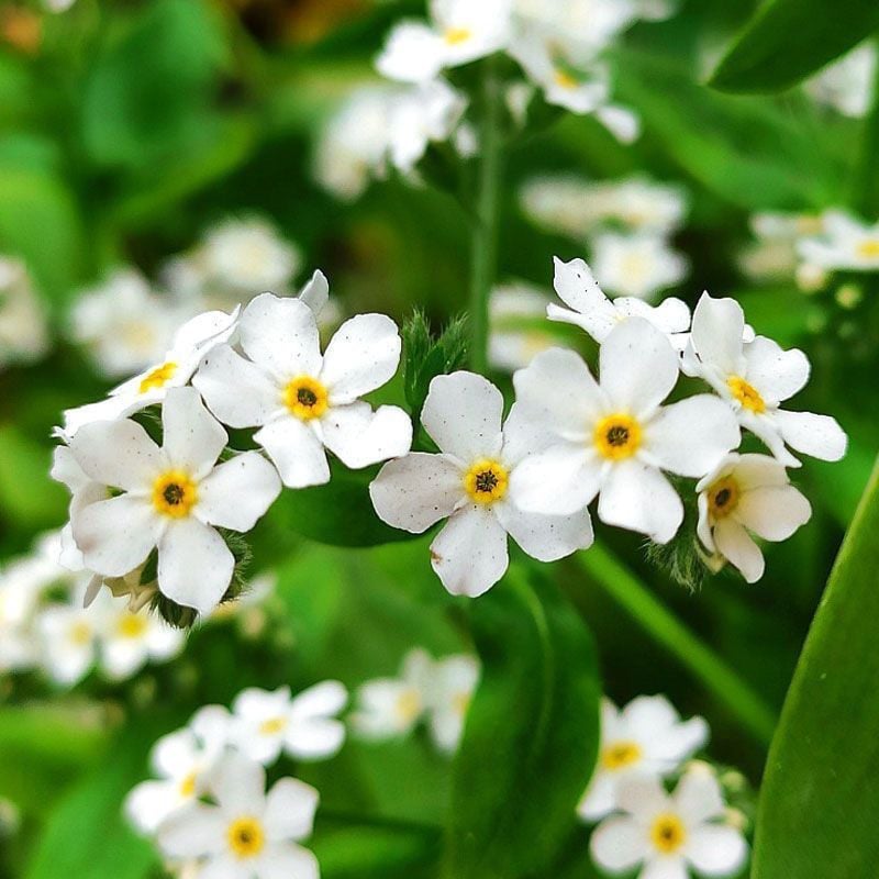 Semínka pomněnek Blue Memory – Kvalitní a testované květy do venkovské zahrady 🌿💙